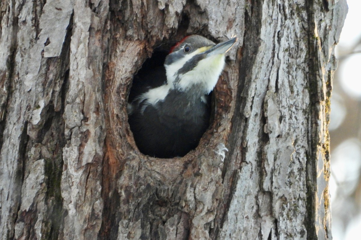 datel chocholatý - ML646470061