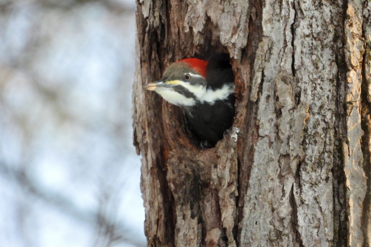datel chocholatý - ML646470062