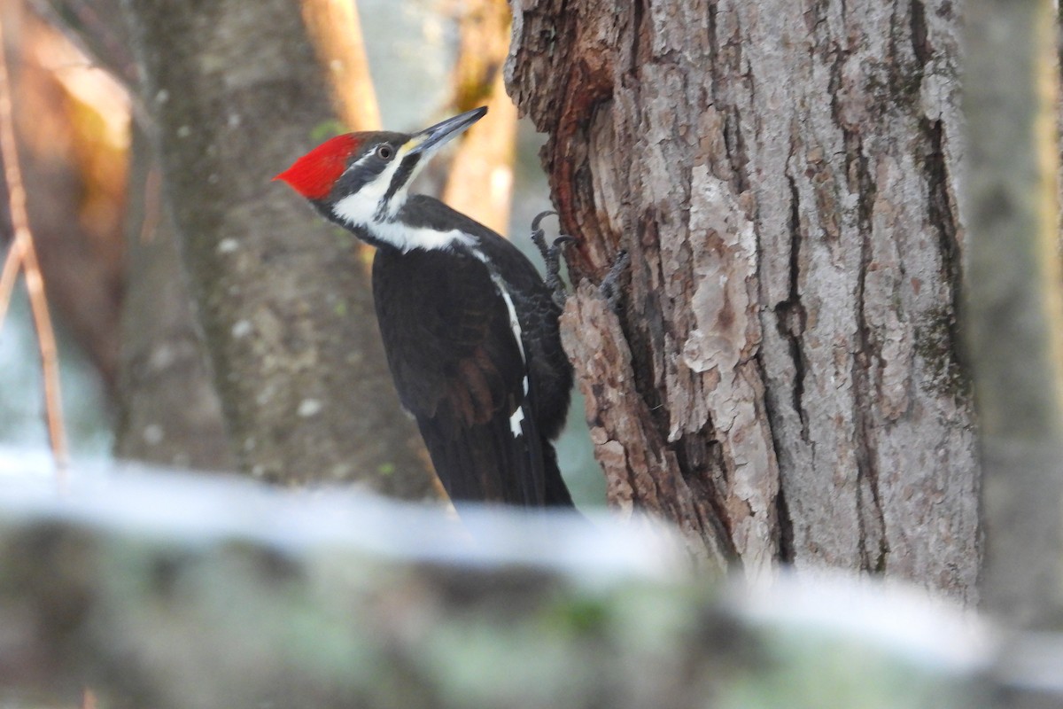 datel chocholatý - ML646470063