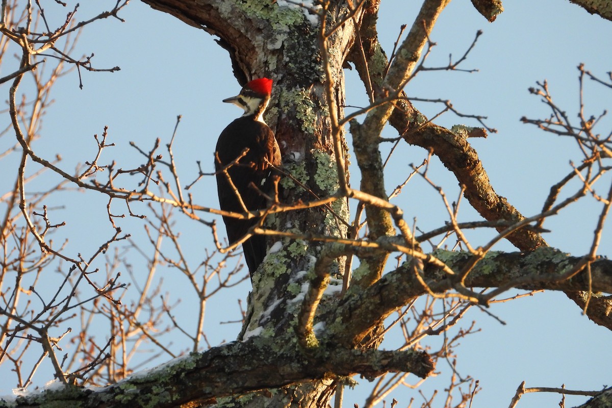 datel chocholatý - ML646470064