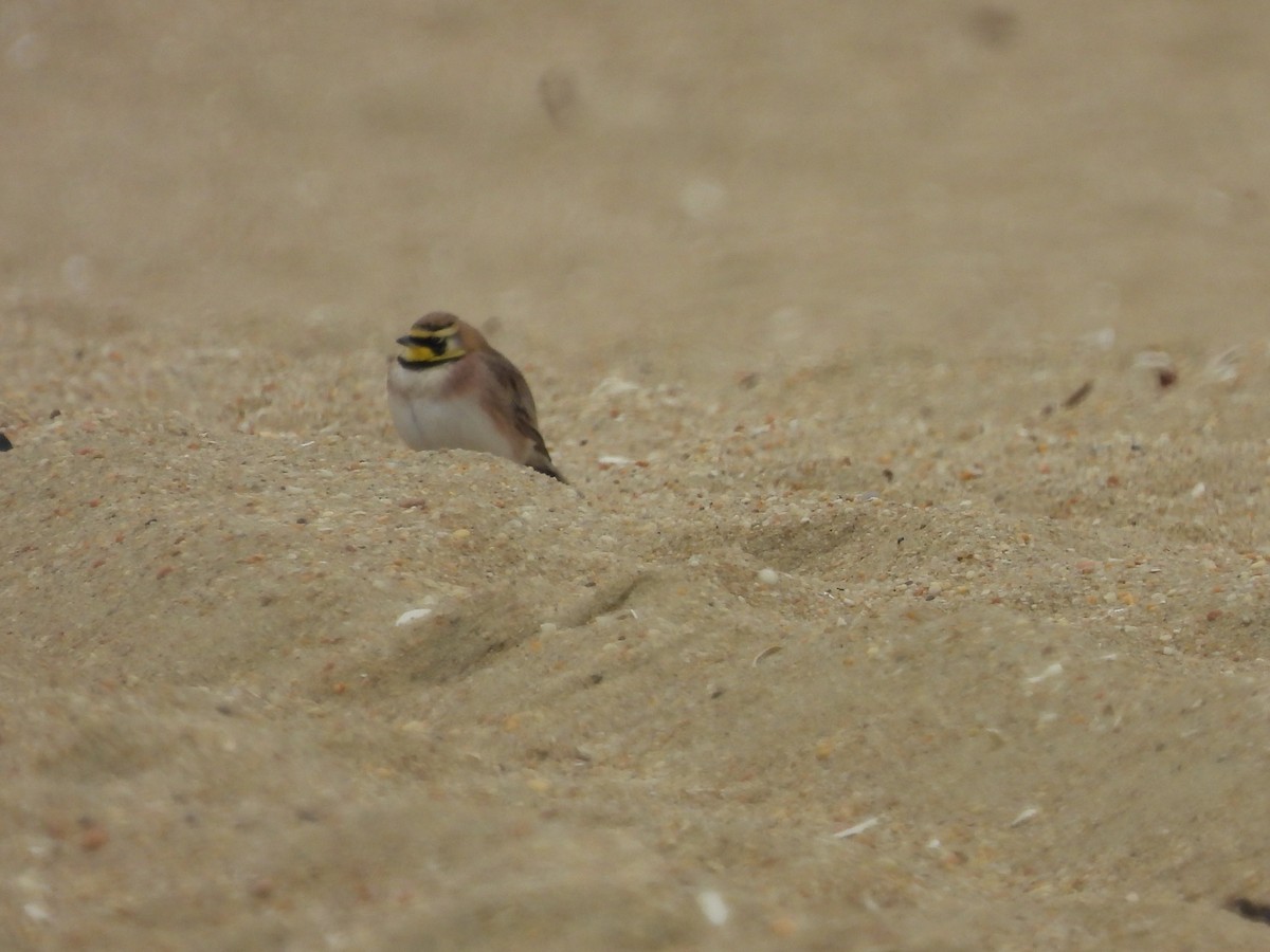 Horned Lark - ML646470066