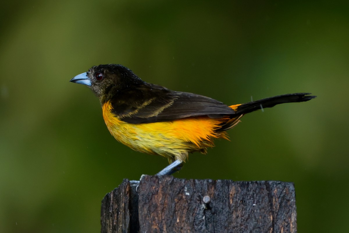 Flame-rumped Tanager - ML646470068