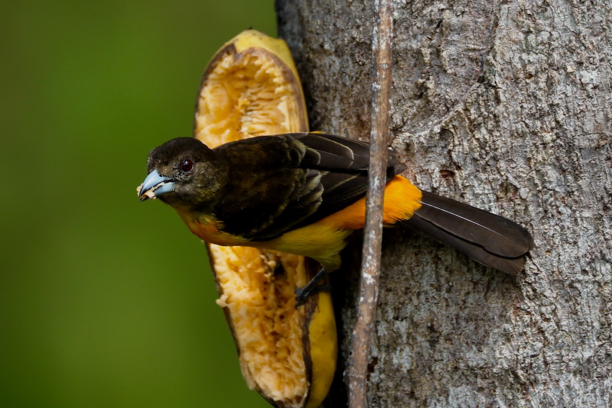 Flame-rumped Tanager - ML646470069