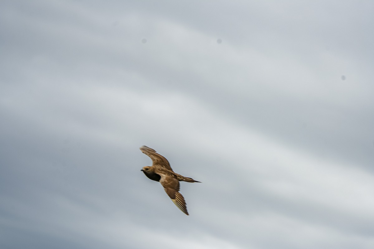 Parasitic Jaeger - ML646470074