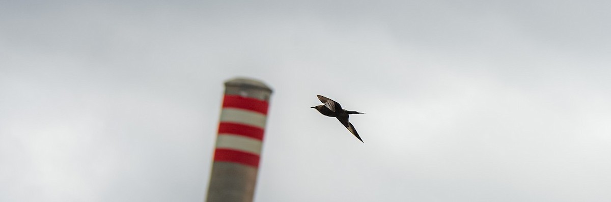 Parasitic Jaeger - ML646470080