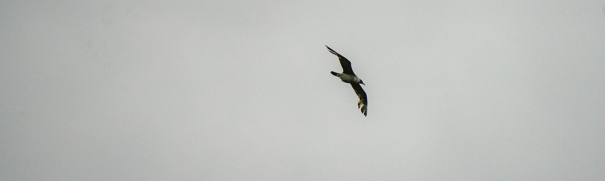 Parasitic Jaeger - ML646470081