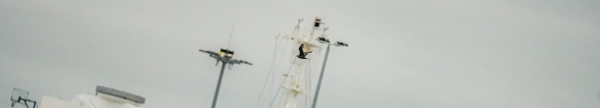 Parasitic Jaeger - ML646470083