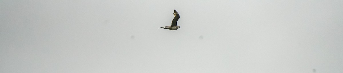 Parasitic Jaeger - ML646470084