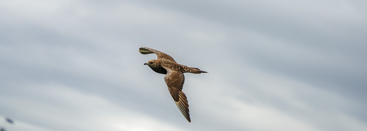 Parasitic Jaeger - ML646470087