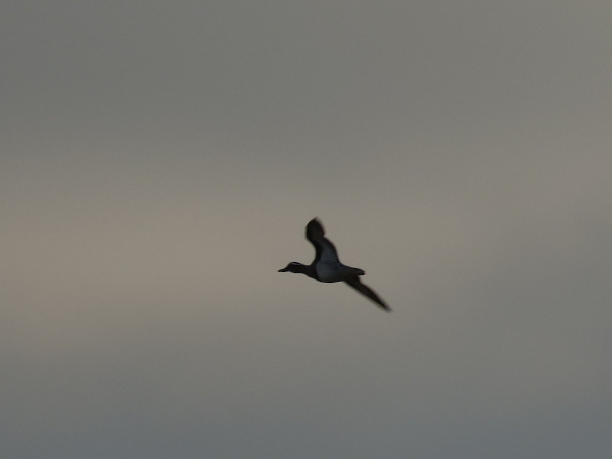 Knäkente - ML646470089