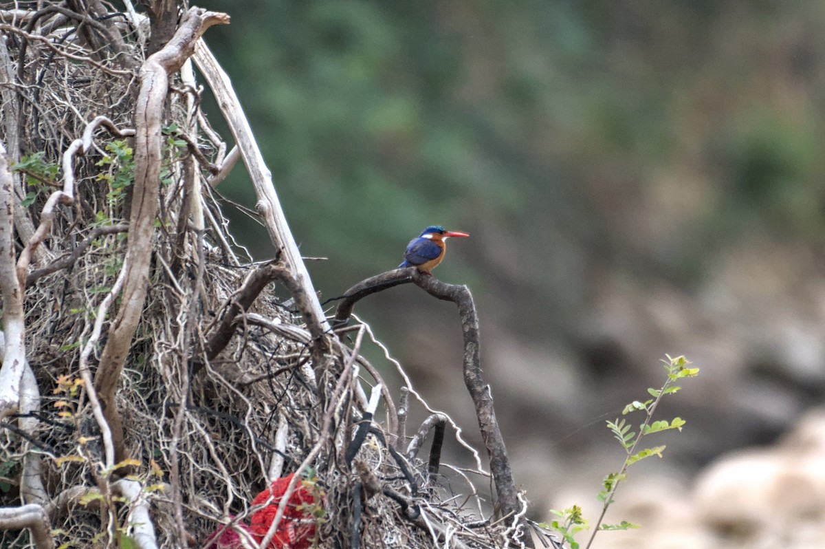 Malachite Kingfisher - ML646470090