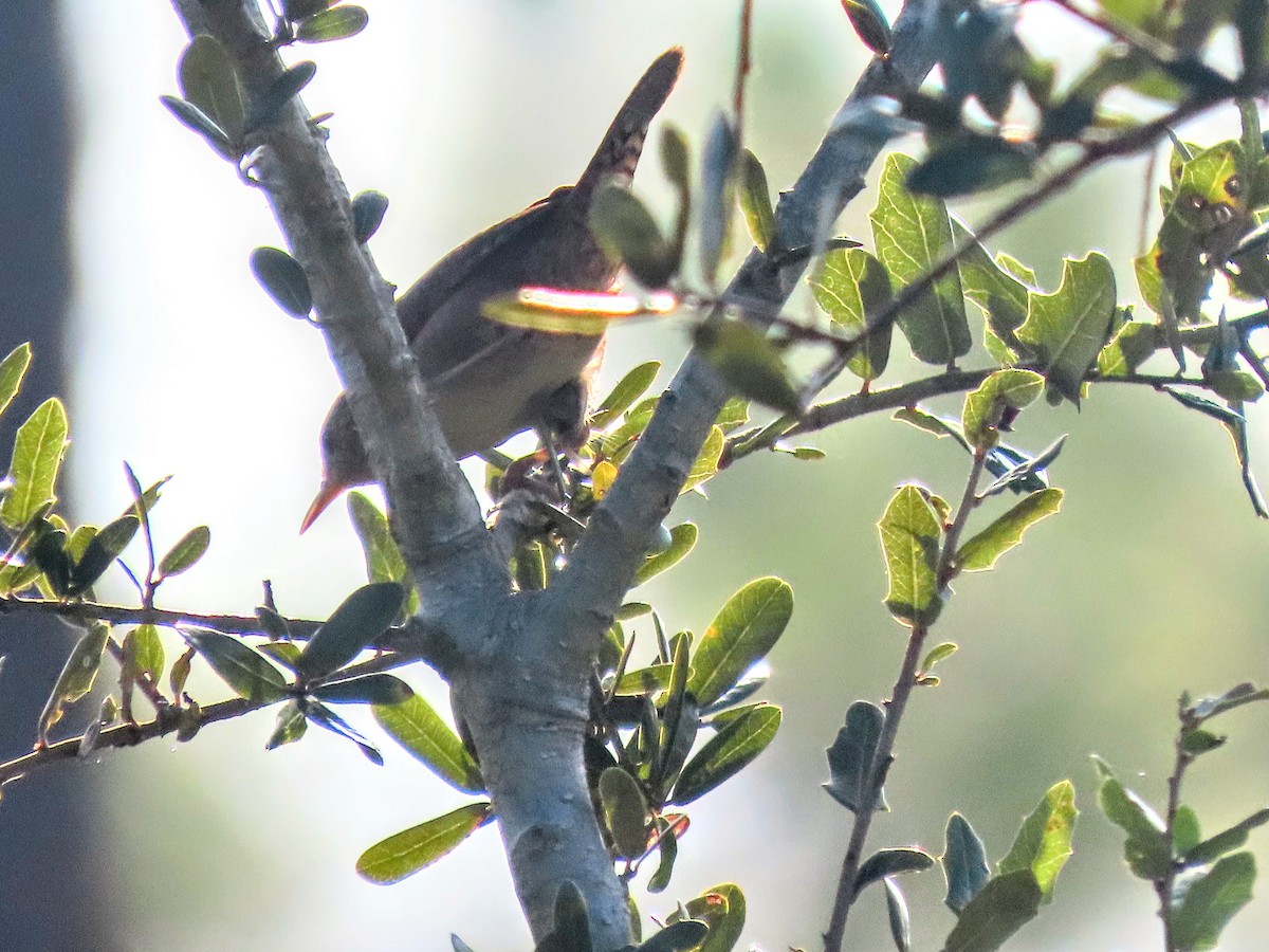 Blue-gray Gnatcatcher - ML646470092