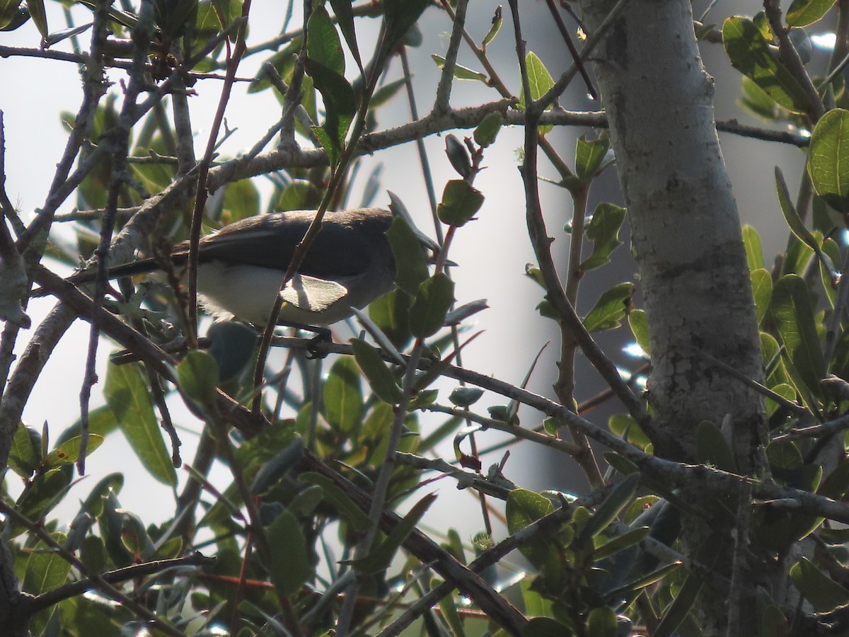 Blue-gray Gnatcatcher - ML646470093