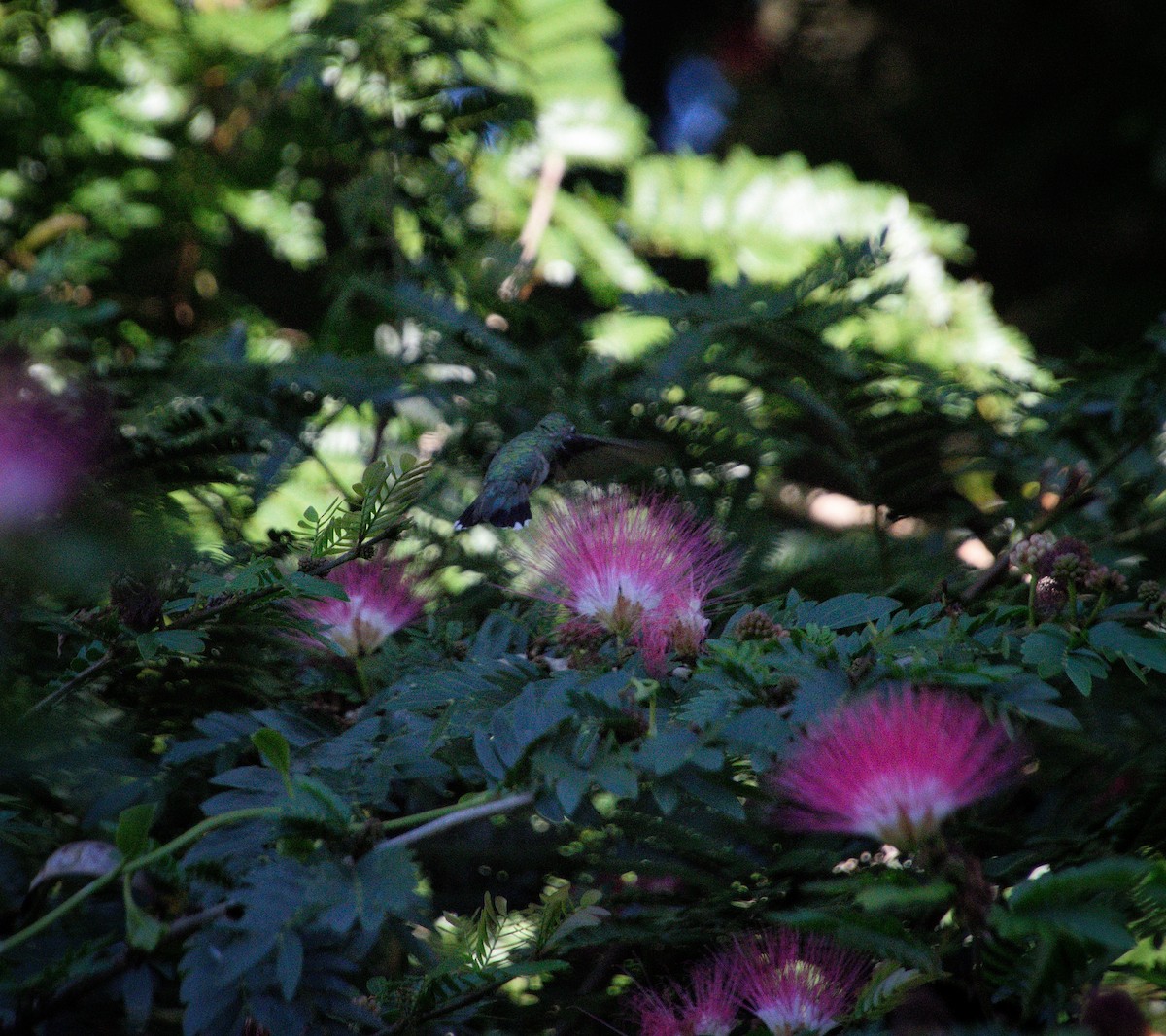 Ruby-throated Hummingbird - ML646470094