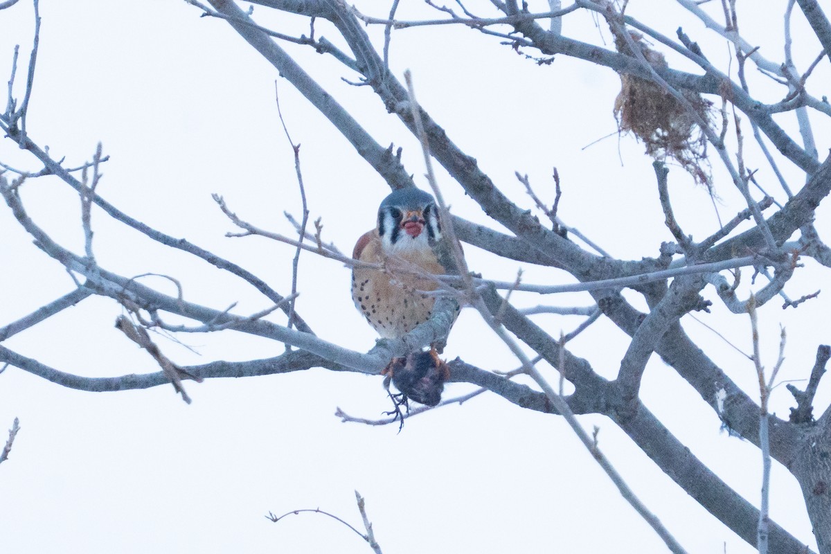 American Kestrel - ML646470096