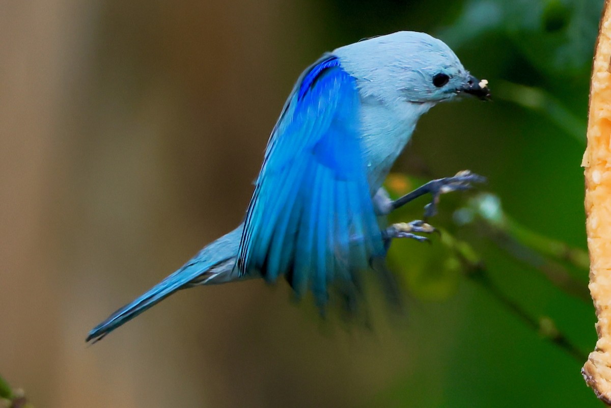 Blue-gray Tanager - ML646470101