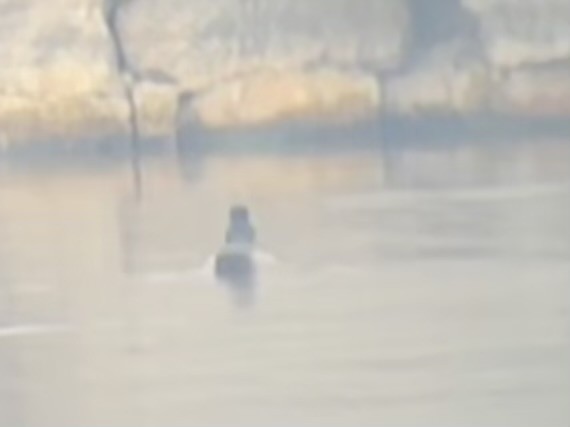 Ring-necked Duck - ML646470102