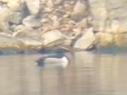 Ring-necked Duck - ML646470103