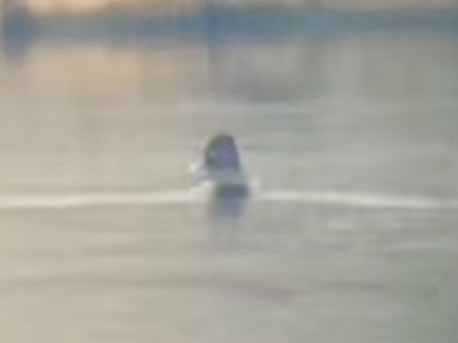 Ring-necked Duck - ML646470104