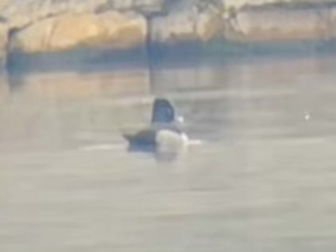 Ring-necked Duck - ML646470105