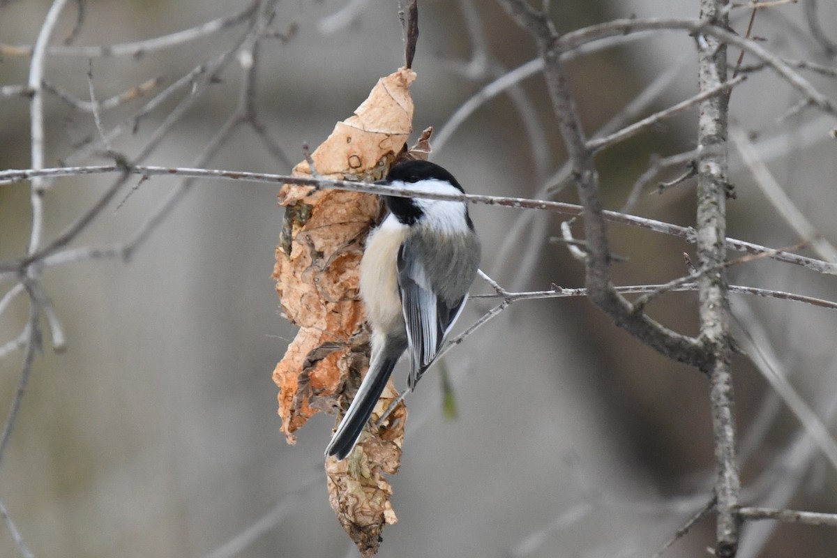 Black-capped Chickadee - ML646470107