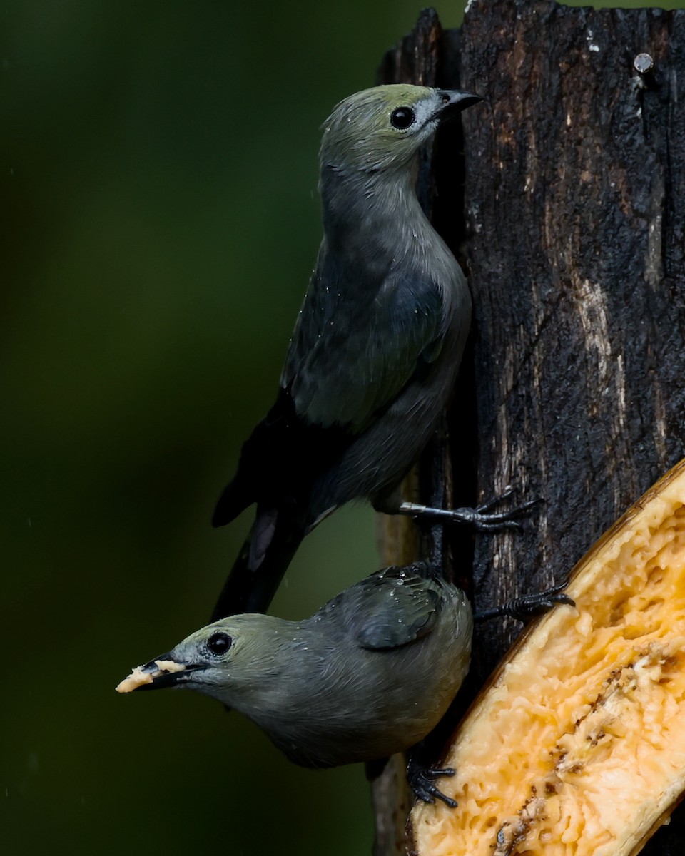 Palm Tanager - ML646470111