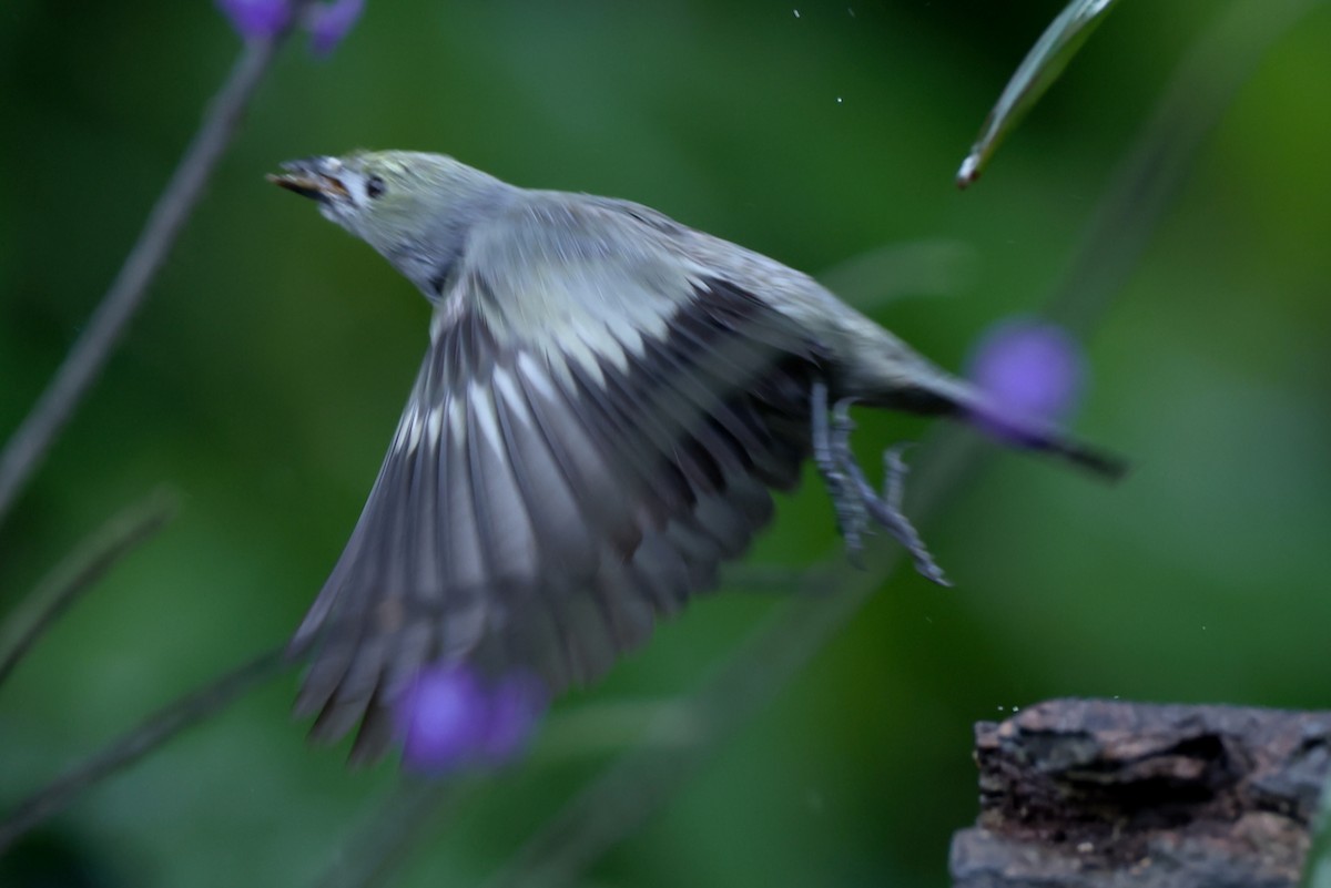 Palm Tanager - ML646470112