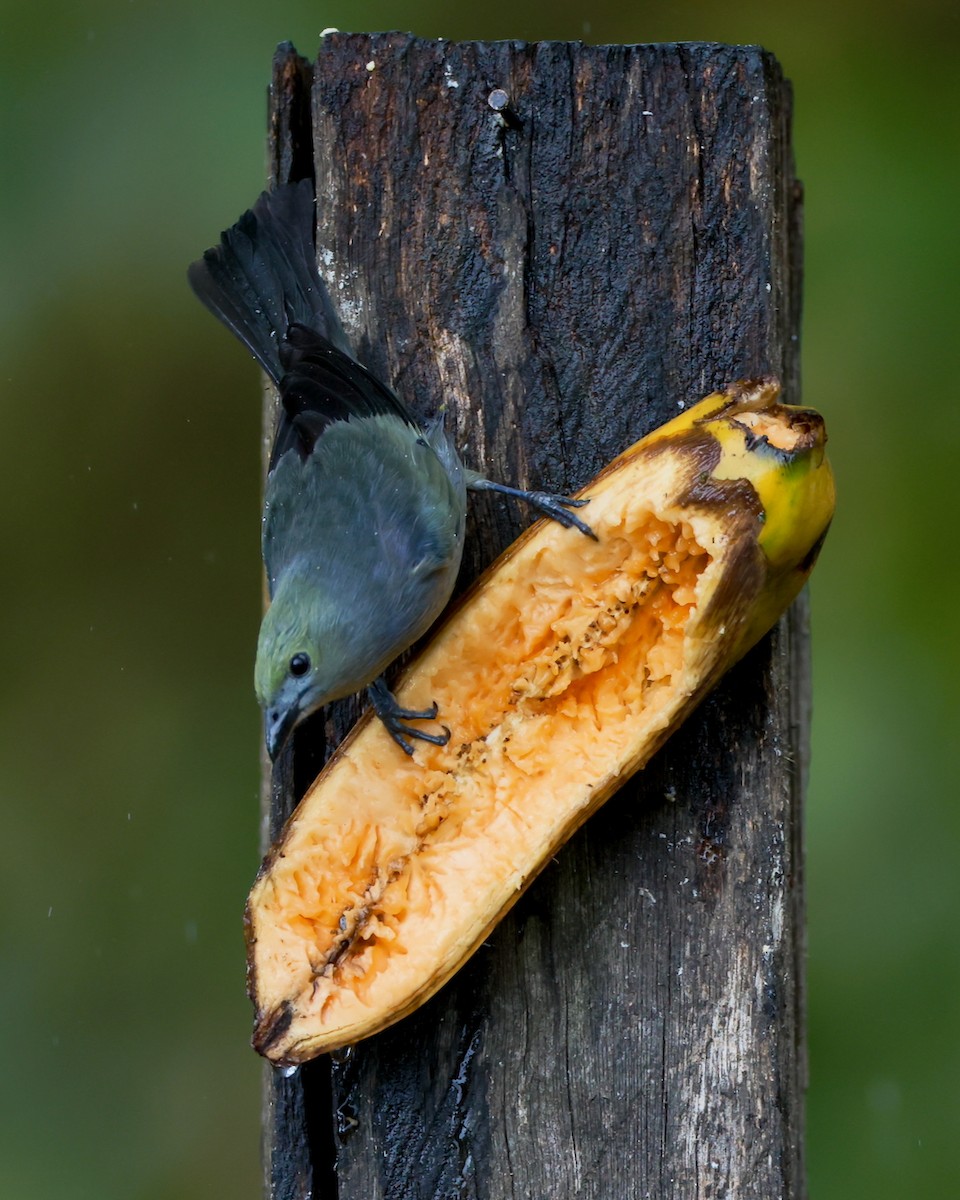 Palm Tanager - ML646470113