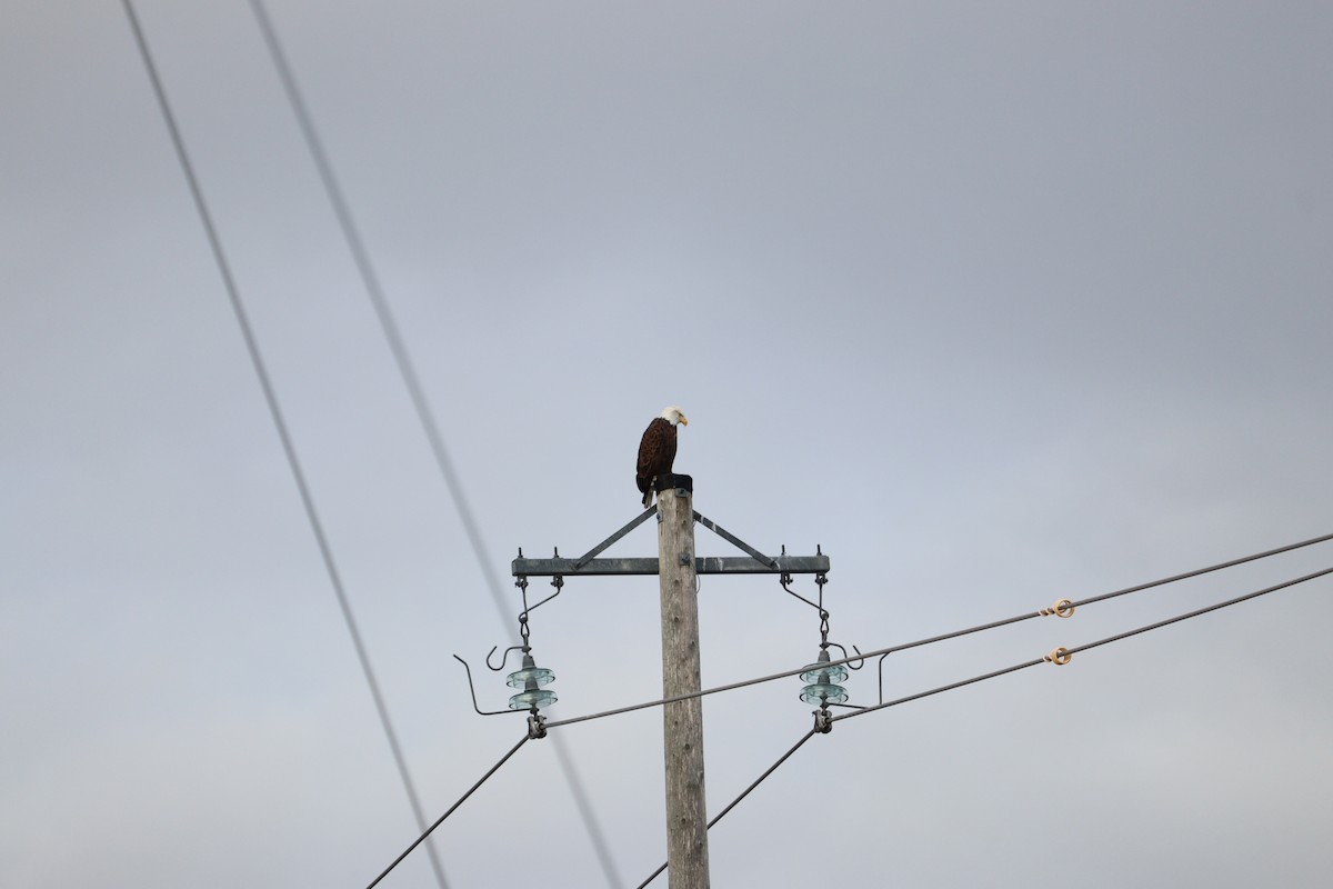 orel bělohlavý - ML646470115