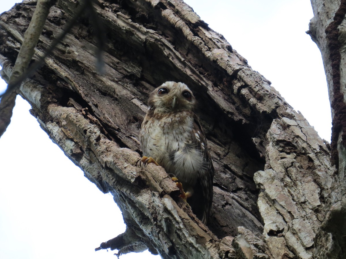 gulbeinugle - ML646470116