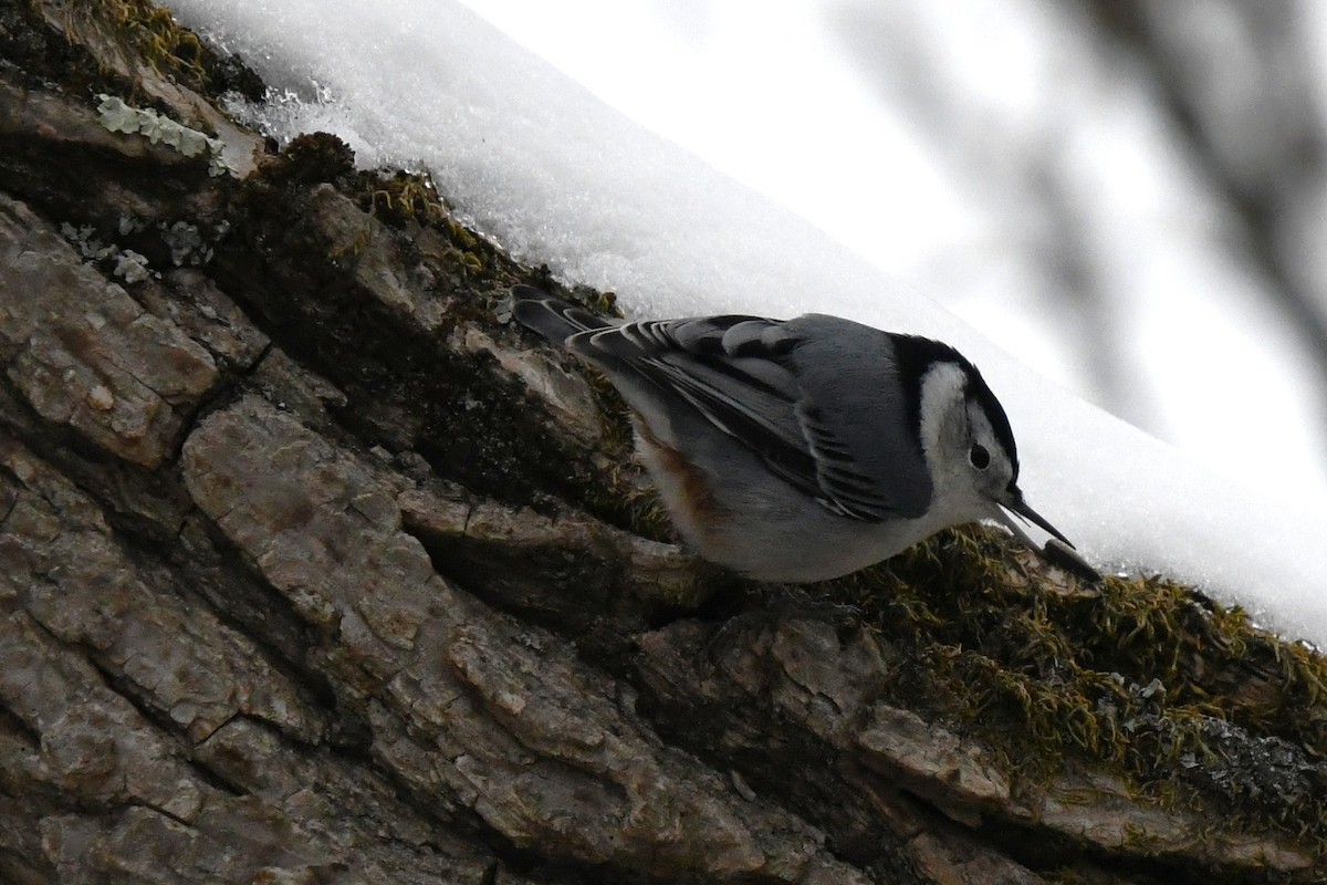 Weißbrustkleiber (carolinensis) - ML646470117