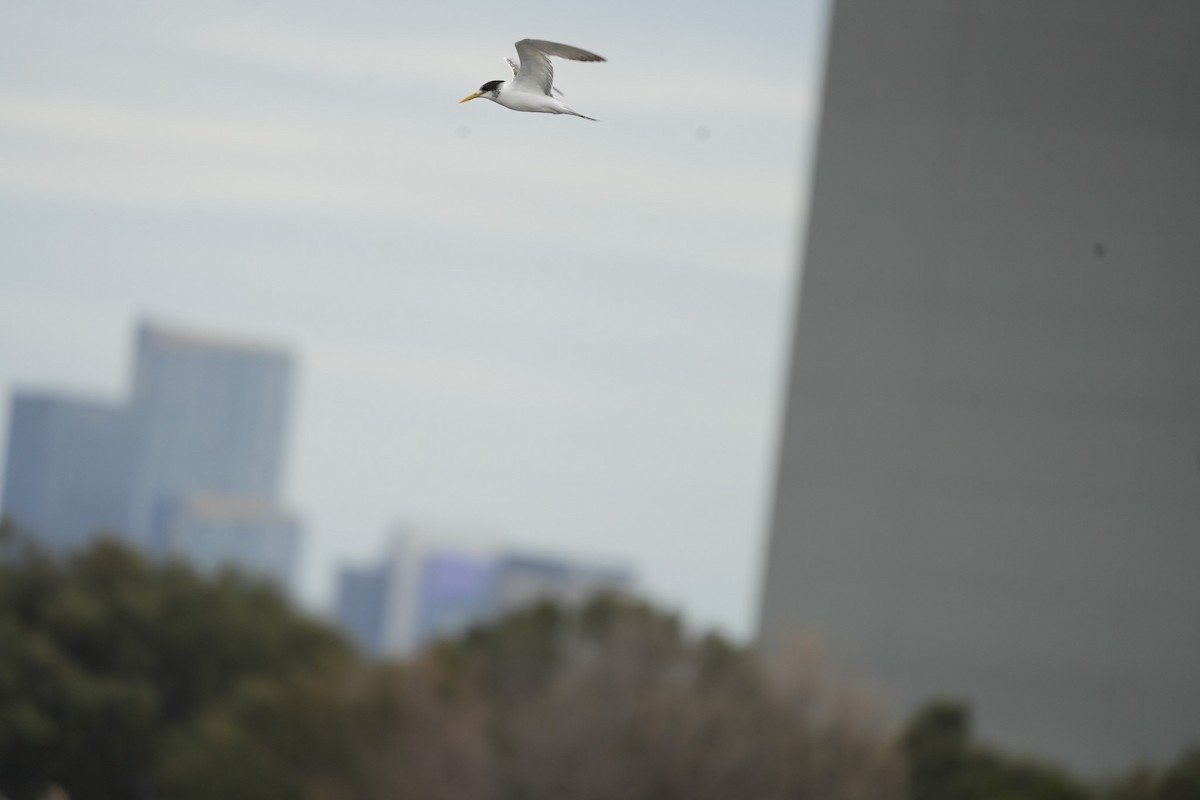 Great Crested Tern - ML646470118