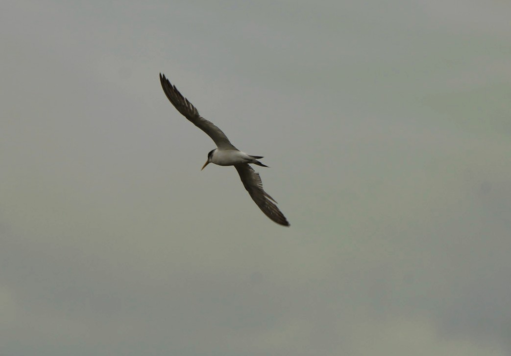 Great Crested Tern - ML646470119