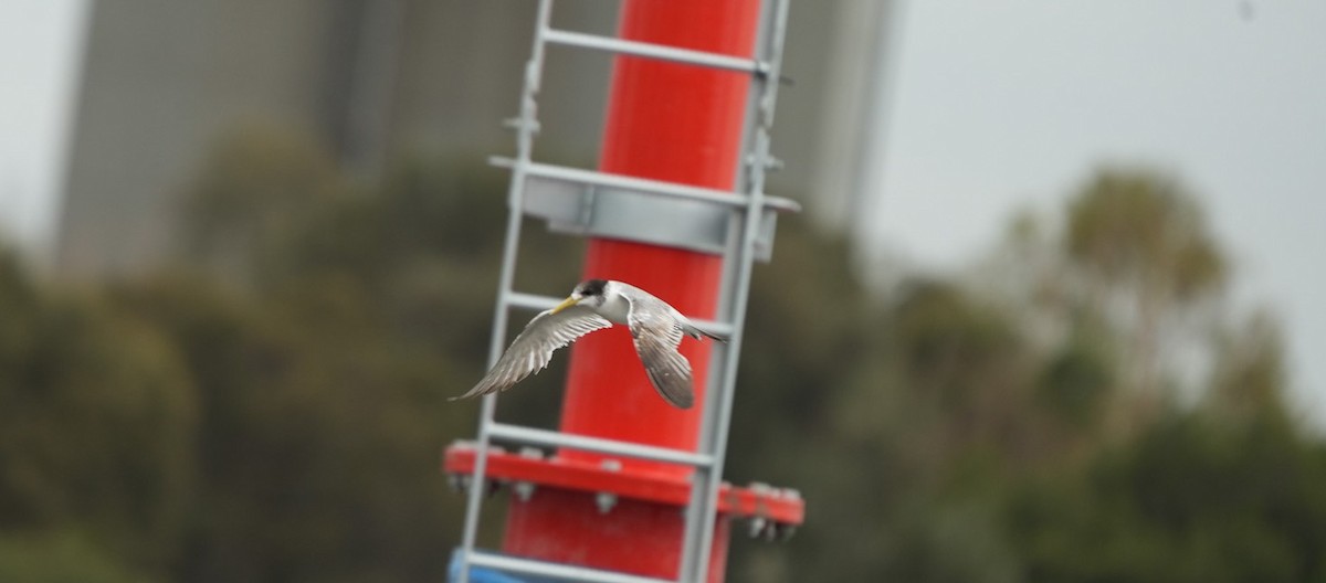 Great Crested Tern - ML646470120