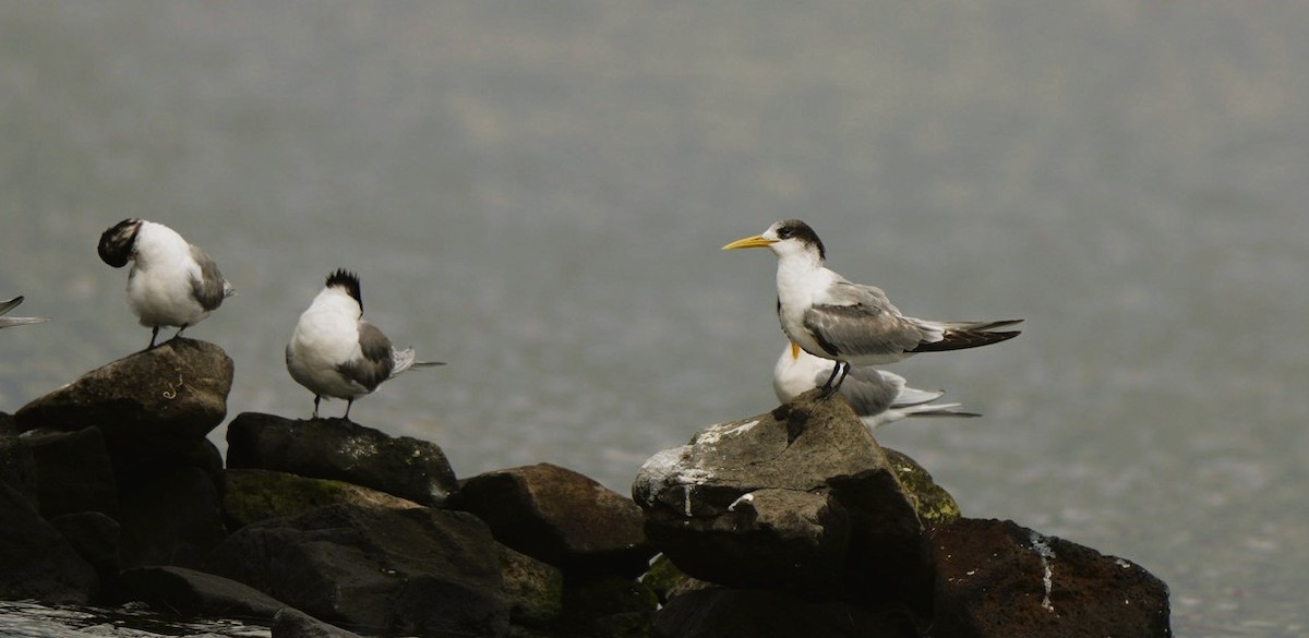 Great Crested Tern - ML646470121