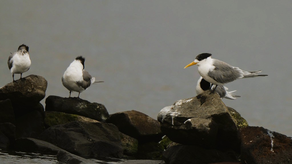 Great Crested Tern - ML646470122