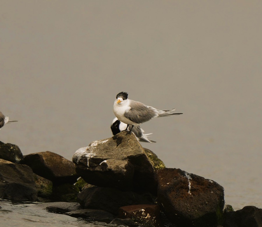 Great Crested Tern - ML646470124