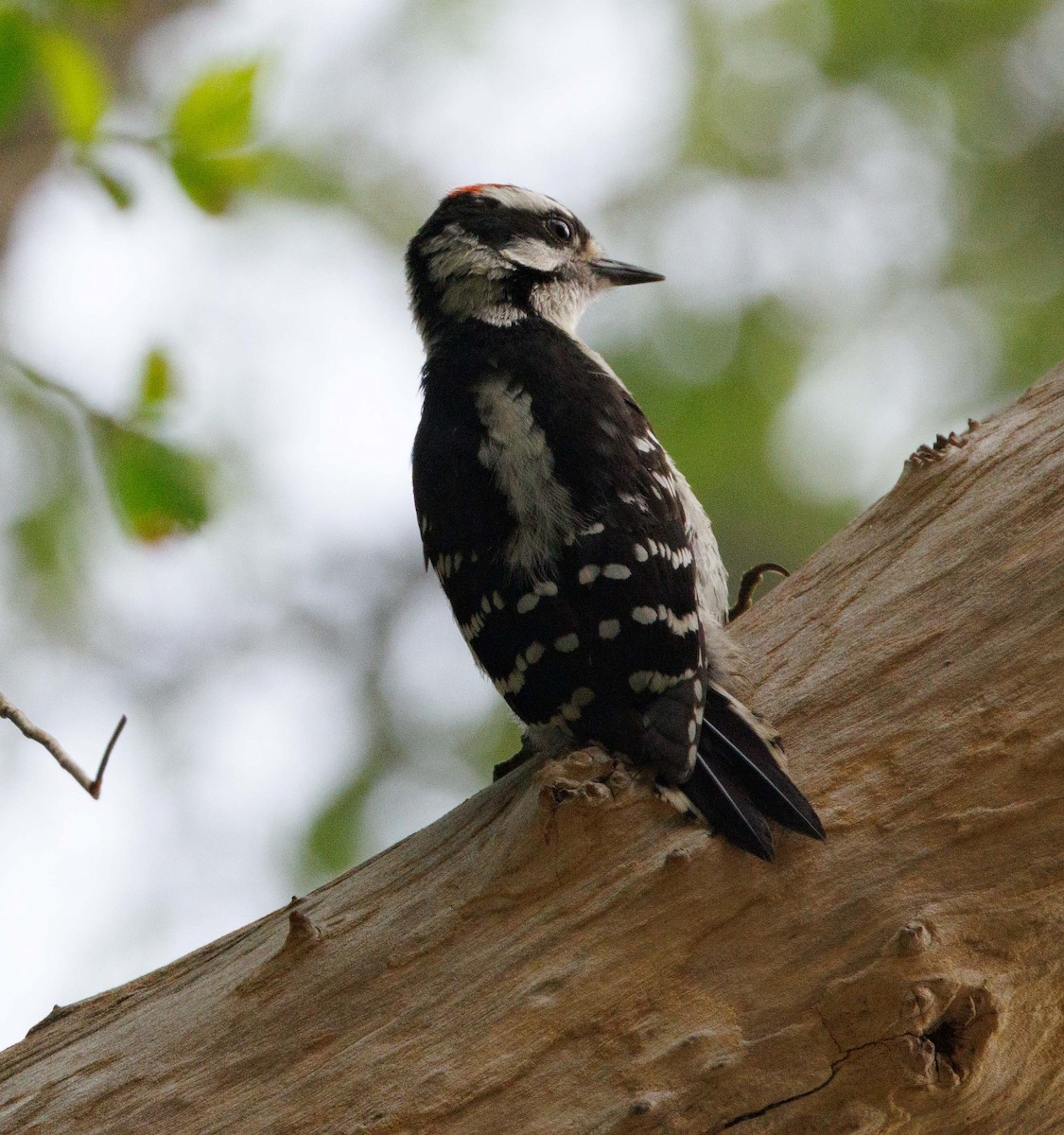 Downy Woodpecker - ML646470125