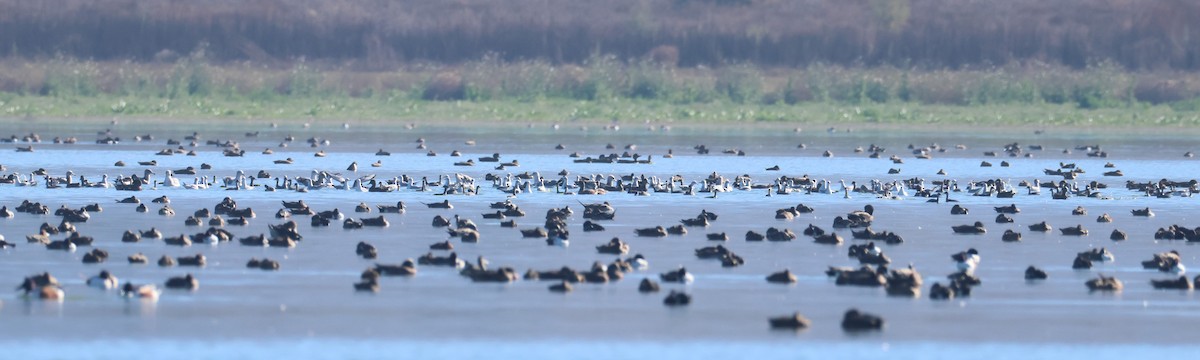 Bonaparte's Gull - ML646470128