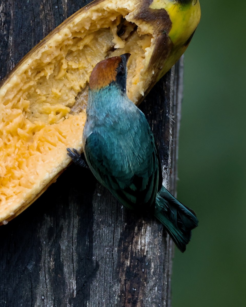 Scrub Tanager - ML646470130