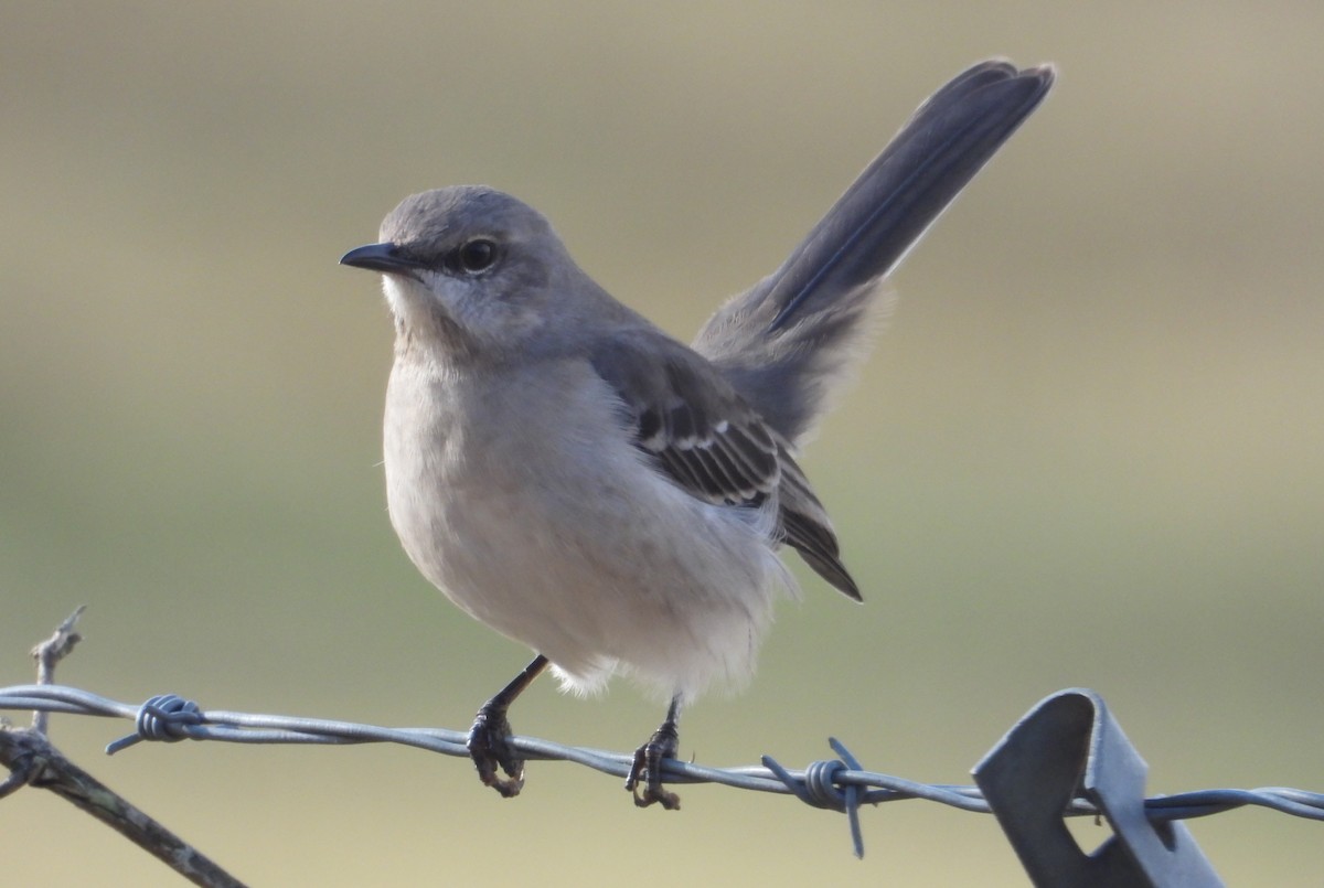 drozdec mnohohlasý - ML646470131