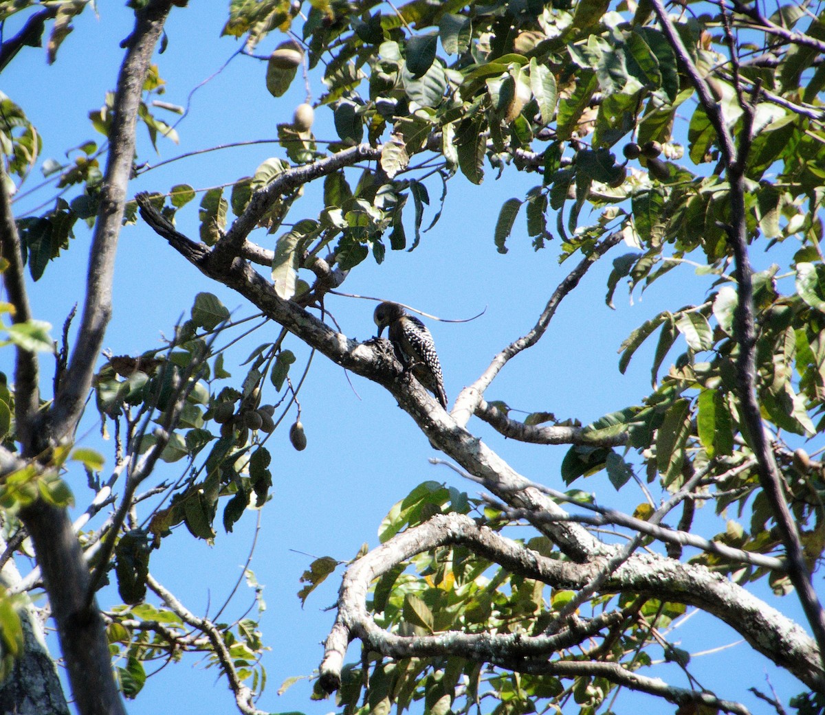 Hoffmann's Woodpecker - ML646470132