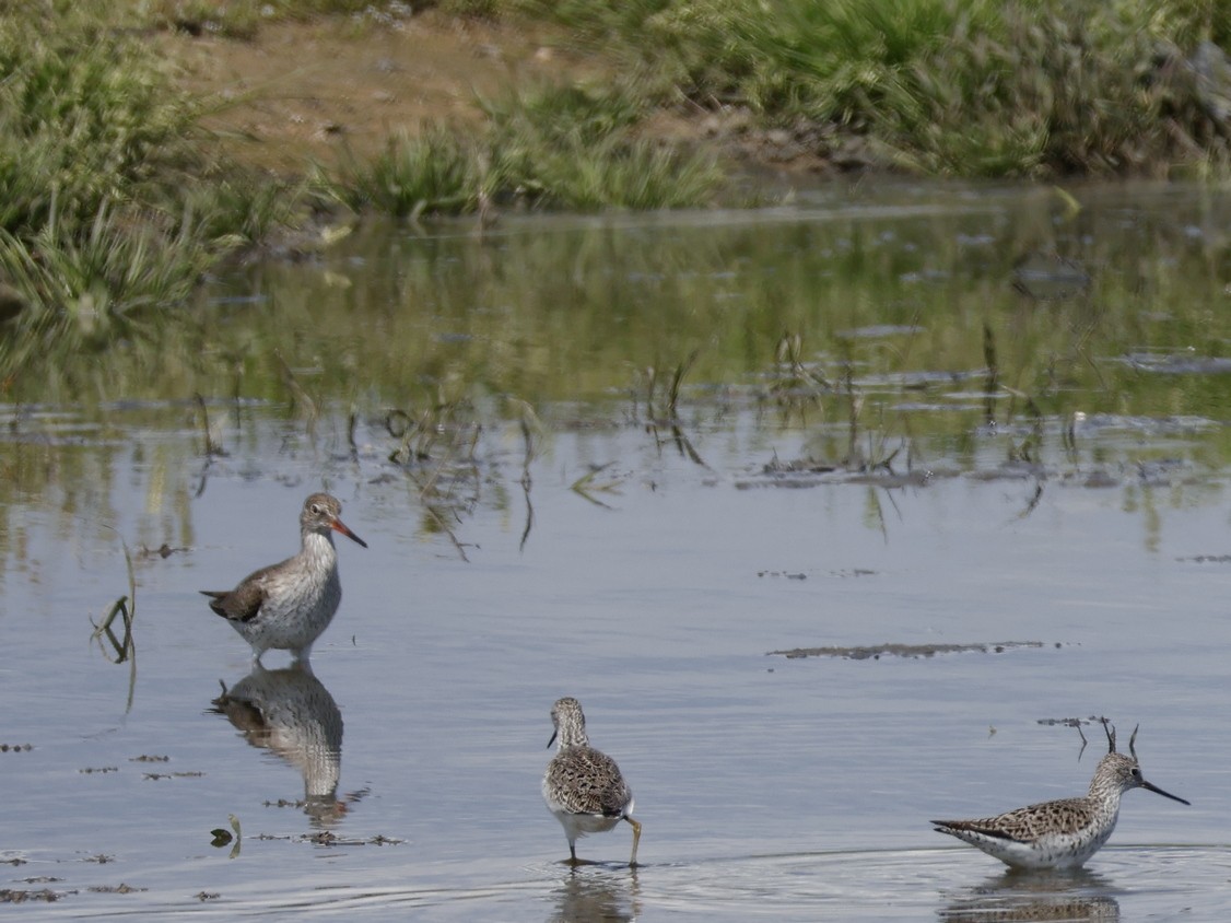 Rotschenkel - ML646470133