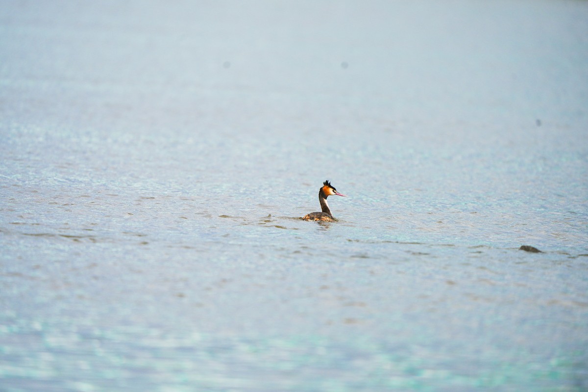 Great Crested Grebe - ML646470134