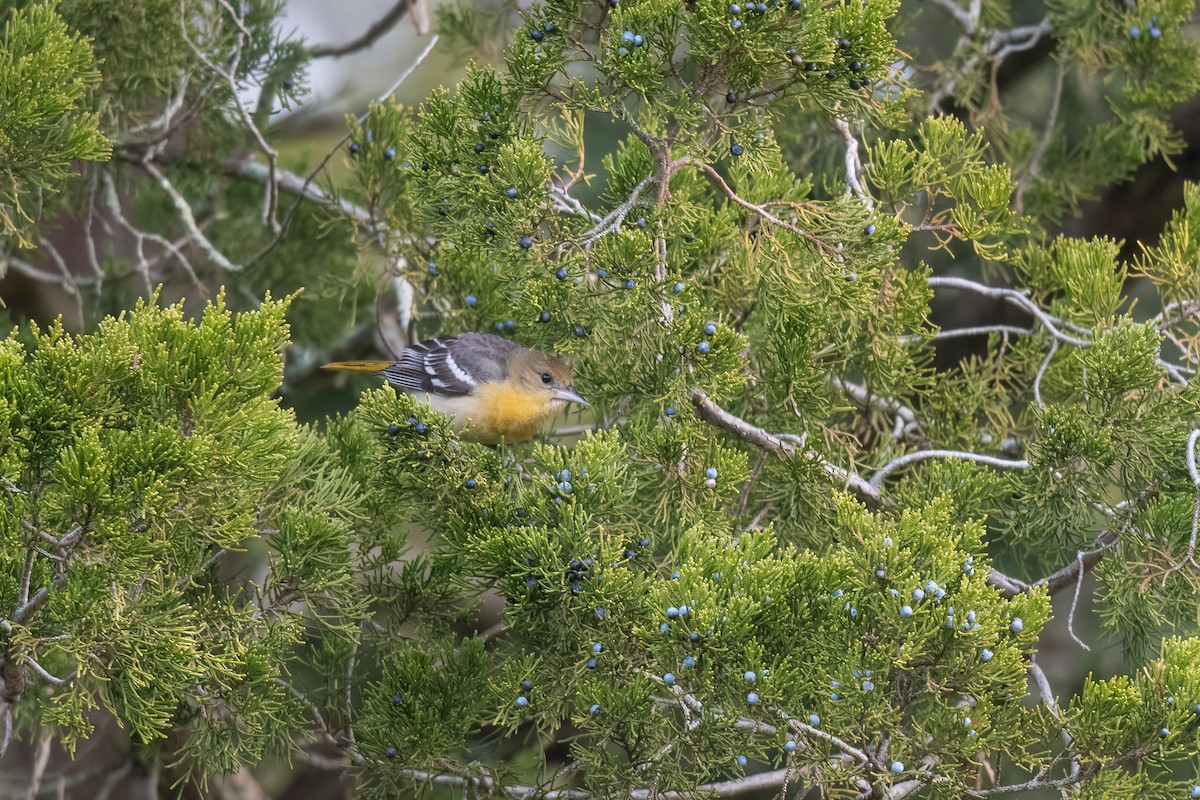 Baltimore Oriole - ML646470135