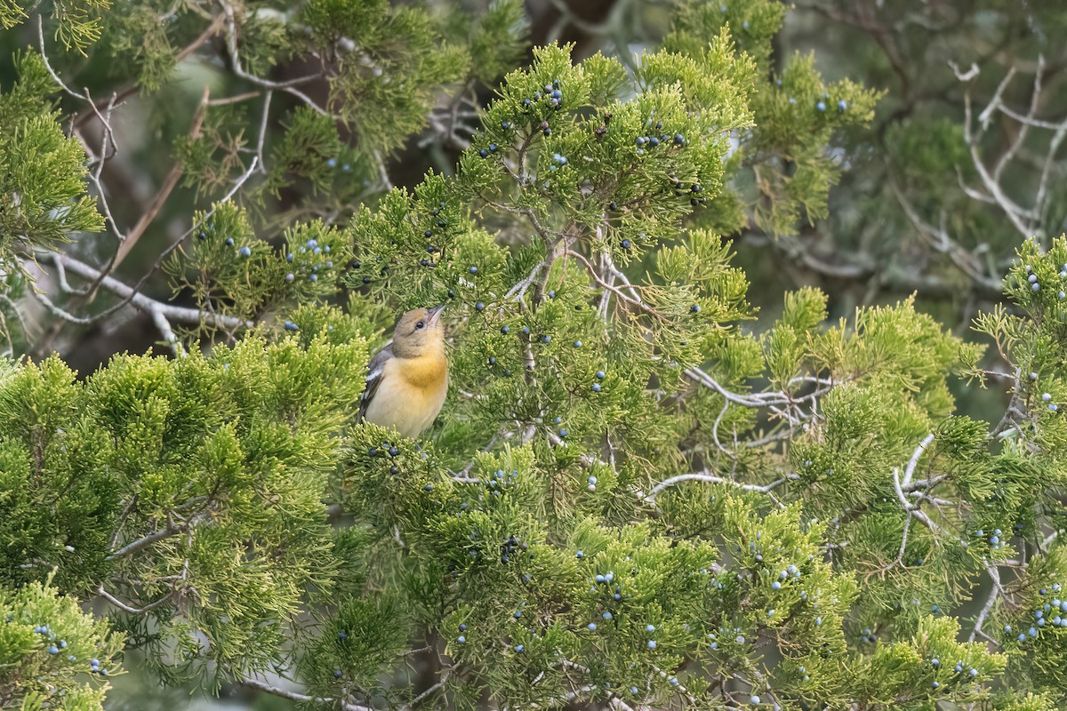 Baltimore Oriole - ML646470136
