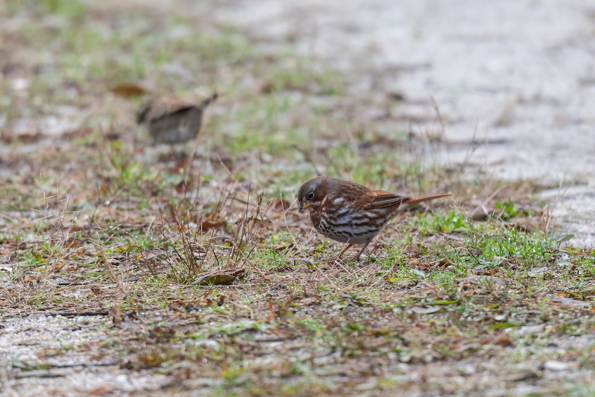 Fox Sparrow - ML646470143