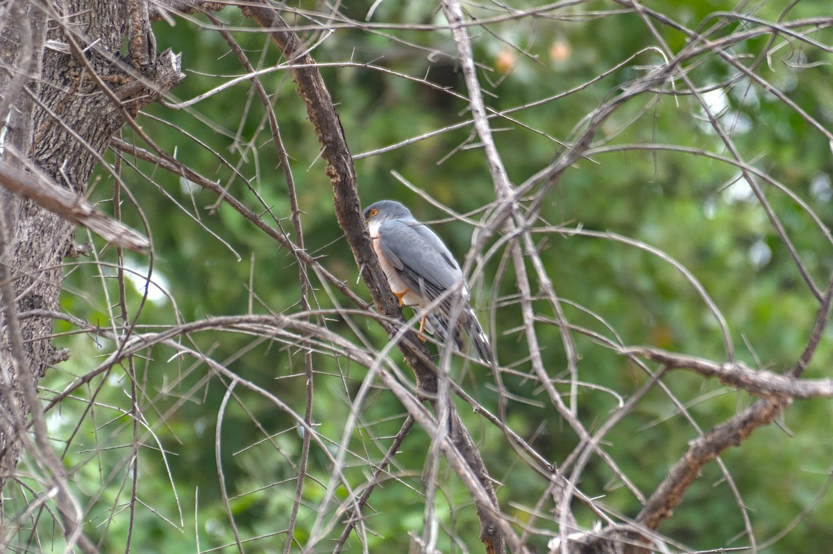 Little Sparrowhawk - ML646470145