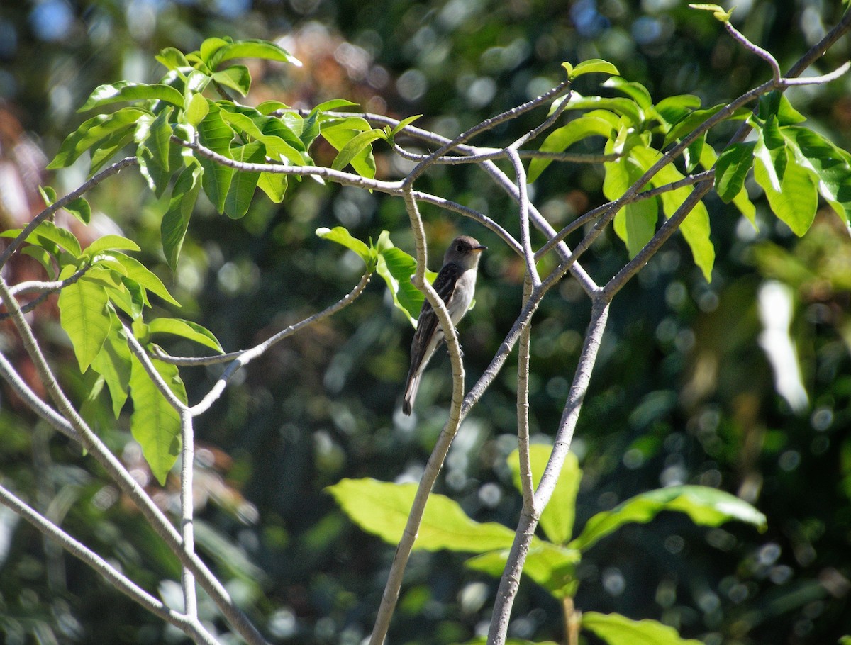 Eastern Wood-Pewee - ML646470146