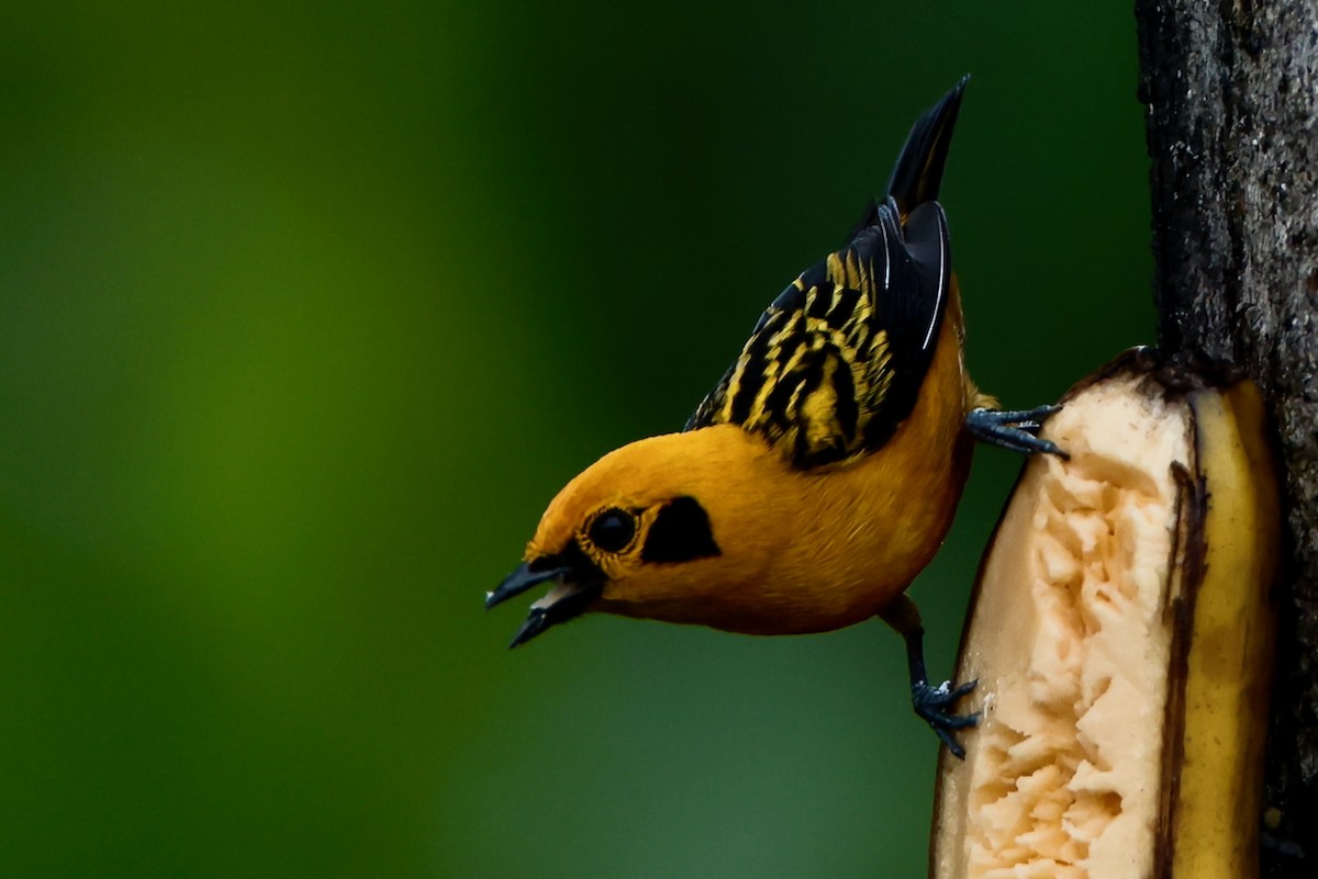 Golden Tanager - ML646470147